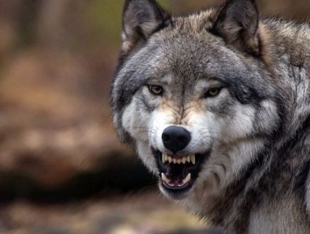 Осторожно, волки! Хищники загрызли цело стадо в Лимбажском крае