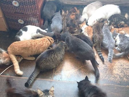 Она просто очень добрая: соседи простили женщине 23 кошки в однокомнатной квартире Она просто очень добрая: соседи простили женщине 23 кошки в однокомнатной квартире