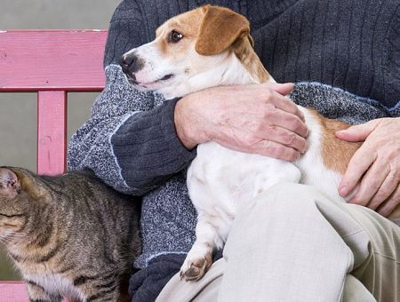 В Латвии зарегистрировано почти 300 тысяч домашних питомцев; и снова о чипировании