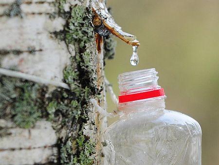 Чистый как слеза? Что нам продают под видом берёзового сока