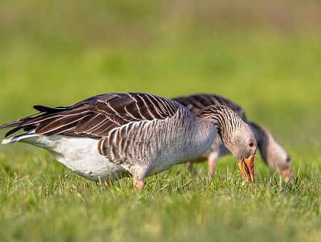 Гуси атакуют и поедают Латалию. Фермеры готовы открыть огонь
