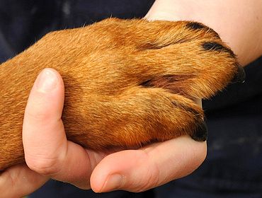 С Нового года ужесточаются требования к владельцам собак: что меняется?