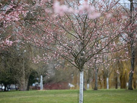 Май обещает быть теплее нормы: резко потеплеет уже с пятницы