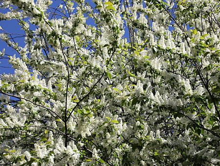 Резкое переключение: май начнётся почти с летнего тепла — надолго ли, пока неясно