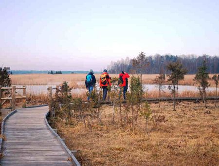 Провел 6 ночей в болоте: пропавший пенсионер чудом спасся под Юрмалой