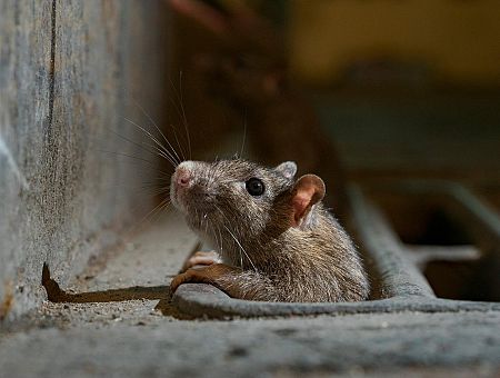 Невероятно, но факт: от пожара рижанина спасла крыса Невероятно, но факт: от пожара рижанина спасла крыса