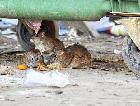 Latvijā ievērojami pieaudzis leptospirozes gadījumu skaits; viens cilvēks miris