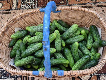 Дороже мяса? Цена на огурцы в Lidl шокировала покупателей