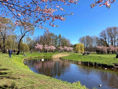 Все посетители этого парка ходят в туи: возмущённый рижанин — о Парке Победы