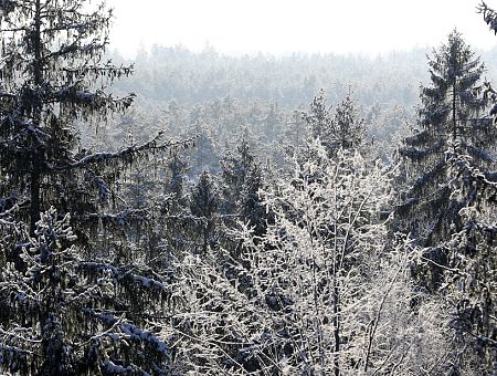 Этот декабрь будет одним из самых теплых за всю историю наблюдений Этот декабрь будет одним из самых теплых за всю историю наблюдений