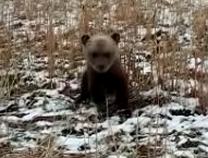 Поймал медвежонка в лесу и посадил в клетку. Теперь сам может сесть на 5 лет