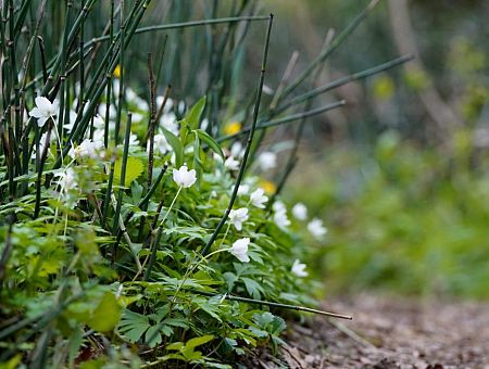 Nākamā nedēļa sāksies ar mākoņainu laiku