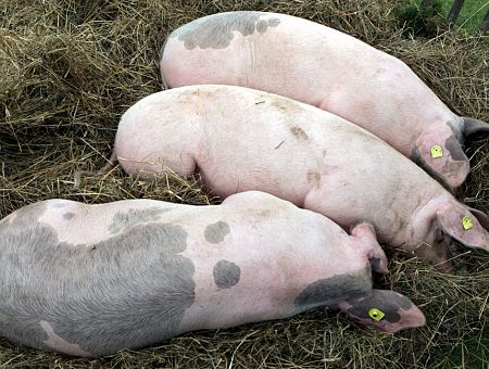 «Vaiņodes bekona» novietnē likvidēs kopumā 22 262 cūkas