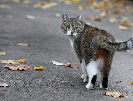 Антирекорд? В Саркандаугаве взломали квартиру, где жили 23 кошки; инспектору стало плохо Антирекорд? В Саркандаугаве взломали квартиру, где жили 23 кошки; инспектору стало плохо