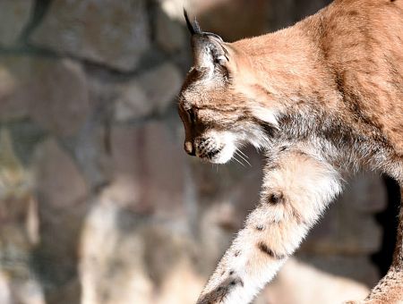 Голодный рысенок напал на кота в Огреском крае. Кот выжил и победил! (видео)