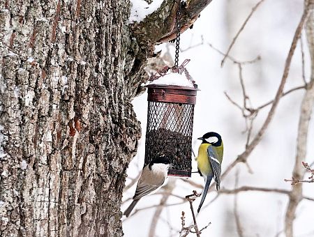 Кормить птиц зимой вредно: биолог