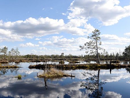 Под Тукумсом из болота подняли тело мужчины