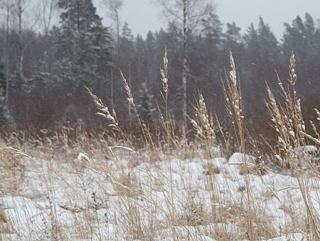 На следующей неделе ожидается приход зимы; пока она наступила только в Алуксне