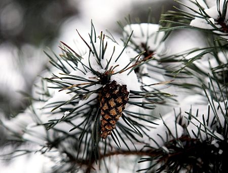 Новый год принесёт зиму: на следующей неделе сформируется стабильный снежный покров