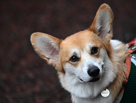 Смартфон для питомца: новый гаджет позволяет ему звонить вам, когда нужно внимание