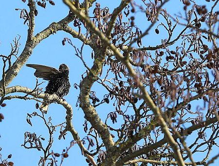 Sestdiena Latvijā gaidāma pavasarīgi silta un saulaina