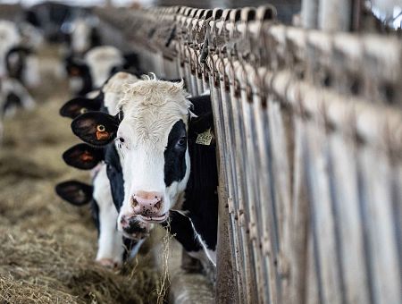 «Сбывается очередная теория заговора»: в интернете критикуют договор ЕС с Меркосур; что не так?