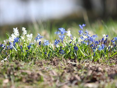 Nākamās nedēļas sākumā gaidāms mierīgs un sauss laiks