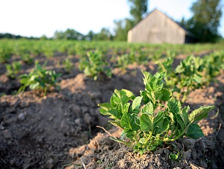 «Вернуть людей на село может только чудо»: советы, как защититься от голода, бесят сельчан