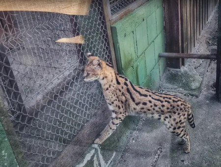 В Салдусе потерялся сервал (ФОТО)