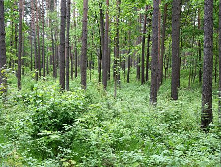 Вход в лес станет платным? Кто заплатит «налог на отдых на природе»
