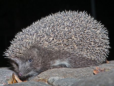 «Здесь зимует ёж, просьба не беспокоить»: как в Риге помогли зверьку (ФОТО) «Здесь зимует ёж, просьба не беспокоить»: как в Риге помогли зверьку (ФОТО)