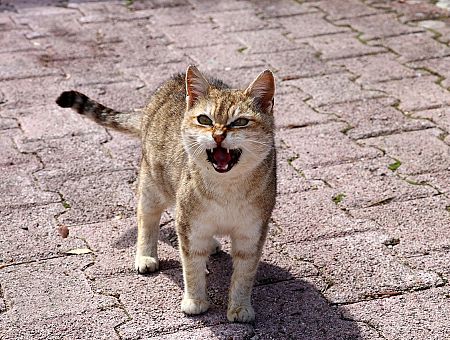 Ланга, ты? Даже объявление о сбитом коте вызвало гнев нацактивистов