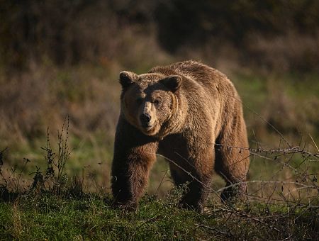 Всего 5 нападений на 1000: латвийцам предстоит научиться жить с медведями