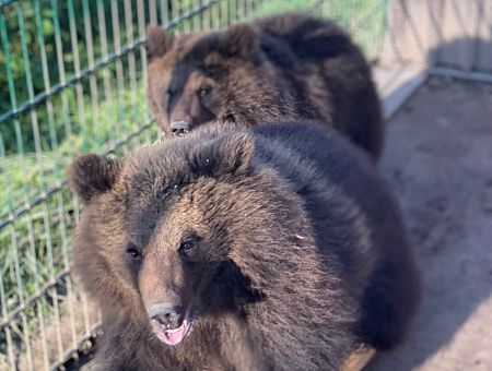 Аукцион или смерть! Судьба двух государственных медведей уйдет с молотка