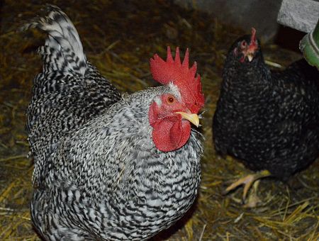 Казалось это уже дно, но снизу постучали: Сиротский суд занялся проверкой эмоционального состояния… кур?!