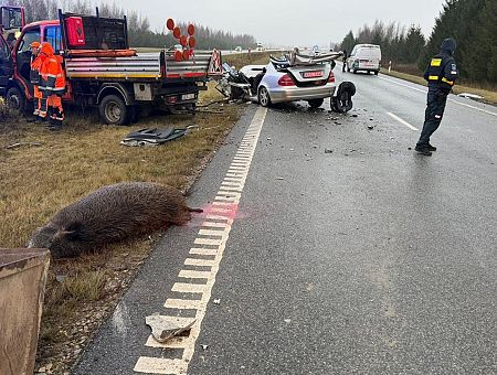 Жуткое ДТП на дороге Лиепая-Паланга: шесть машин угодили в стадо диких свиней