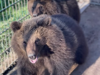 Мы спасли медвежат, вырастили их, а теперь их продают: зоопарк просит помощи