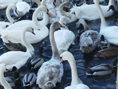 В Риге погибают лебеди. Дума помочь не хочет. Может вы их спасете?