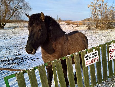 Лошадки дико голодают! Символ Елгавы под угрозой: диким лошадям не хватает денег и сена