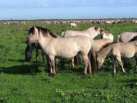 Массовая гибель животных в Кемери. 41 труп, неужели естественный процесс?