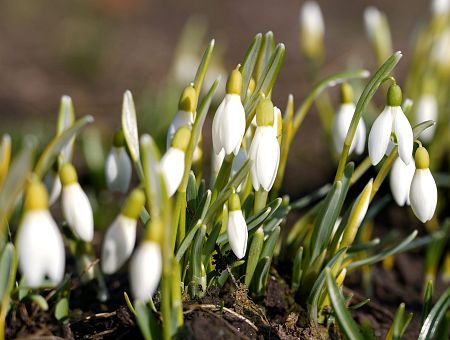 Nedēļa iesāksies ar sausu un saulainu laiku