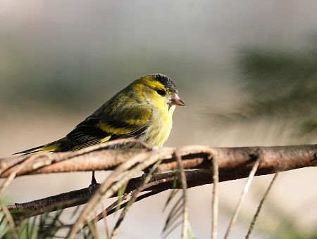 Ночью мороз, днём до +12: весна в Латвии с сюрпризом