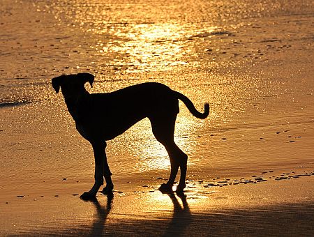 Улицы Дубая заполнены животными: богачи бросают своих питомцев