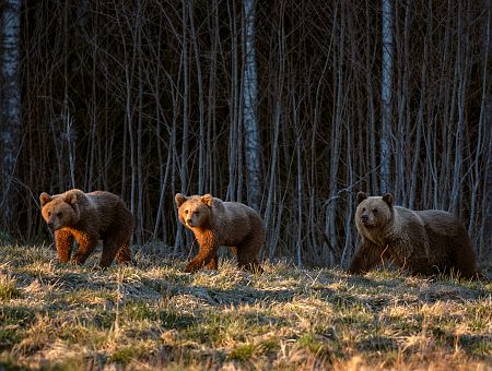 «Было страшно даже дышать!» Как Даце встретила семью медведей в лесу (ФОТО)