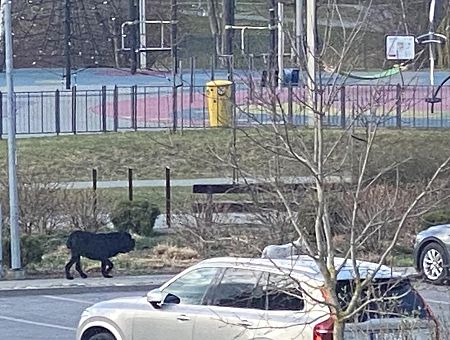 Собаки-убийцы рыскают у детской площадки: уже загрызли мирного корги