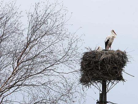 На Латвию идёт крупный циклон: погода на неделю