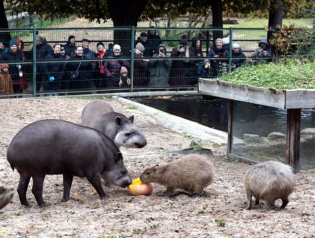 Люди вели себя как животные: грустные впечатления от посещения зоопарка «по акции»