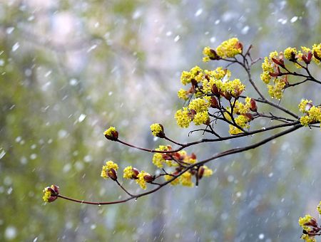 Апрель в Латвии завершится дождем и снегом