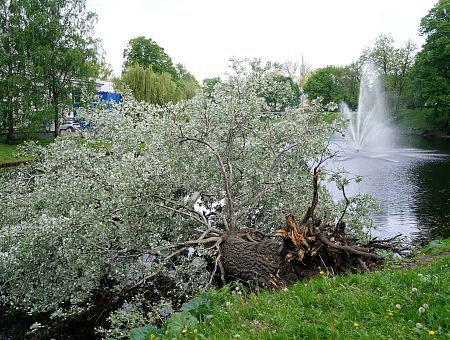 Бобры повредили? В канал в Риге упало столетнее дерево; оно до сих пор не убрано
