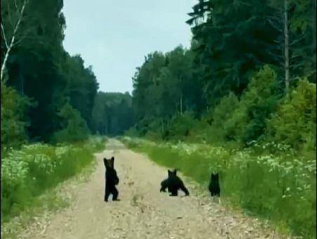 Четыре медвежонка поднялись на лапы перед автомобилем под Лимбажи (видео) Четыре медвежонка поднялись на лапы перед автомобилем под Лимбажи (видео)